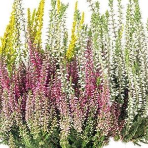 Bild von Calluna Beauty lady's "Trio" P12 mix
